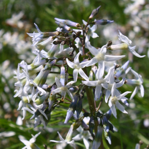 Arkansas Blue Star, Hubricht's Blue Star, Thread-Leaf Blue Star, Amsonia hubrichtii